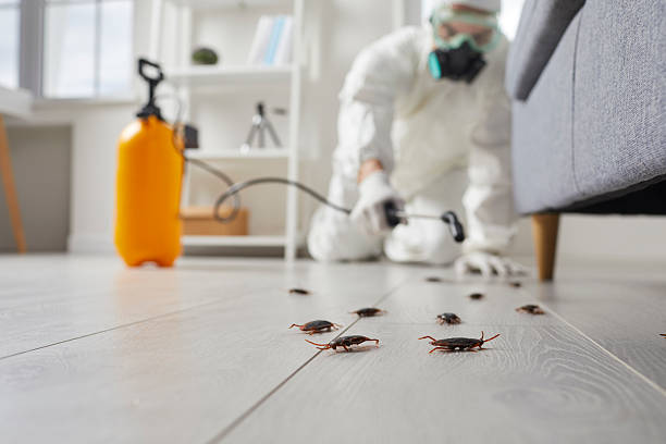 Commercial Kitchen Cockroach Control in Many